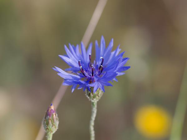 <h3>Centaurea&nbsp;cyanus / Garden&nbsp;cornflower / Korenbloem</h3>OM-1 Mark II met OLYMPUS M.150-400mm F4.5 TC, 1/2000 sec  bij F5.6, ISO 2000, afstand 1.525&nbsp;m